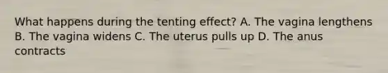 What happens during the tenting effect? A. The vagina lengthens B. The vagina widens C. The uterus pulls up D. The anus contracts