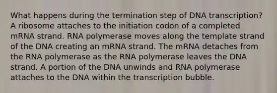 What happens during the termination step of DNA transcription? A ribosome attaches to the initiation codon of a completed mRNA strand. RNA polymerase moves along the template strand of the DNA creating an mRNA strand. The mRNA detaches from the RNA polymerase as the RNA polymerase leaves the DNA strand. A portion of the DNA unwinds and RNA polymerase attaches to the DNA within the transcription bubble.