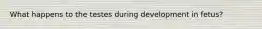 What happens to the testes during development in fetus?