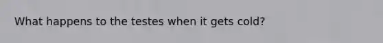 What happens to the testes when it gets cold?