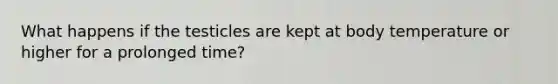 What happens if the testicles are kept at body temperature or higher for a prolonged time?