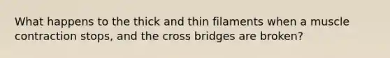 What happens to the thick and thin filaments when a muscle contraction stops, and the cross bridges are broken?