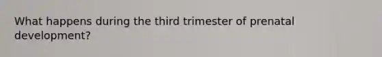 What happens during the third trimester of prenatal development?