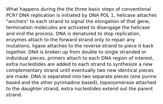 What happens during the the three basic steps of conventional PCR? DNA replication is initiated by DNA POL 1, helicase attaches "anchors" to each strand to signal the elongation of that gene, termination molecules are activated to disengage the helicase and end the process. DNA is denatured to stop replication, enzymes attach to the forward strand only to repair any mutations, ligase attaches to the reverse strand to piece it back together. DNA is broken up from double to single stranded or individual pieces, primers attach to each DNA region of interest, extra nucleotides are added to each strand to synthesize a new complementary strand until eventually two new identical pieces are made. DNA is separated into two separate pieces (one purine based and the other pyrimadine based), topoisomerase attached to the daughter strand, extra nucleotides extend out the parent strand.