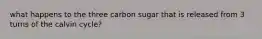 what happens to the three carbon sugar that is released from 3 turns of the calvin cycle?