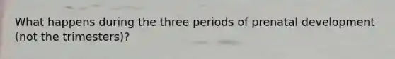 What happens during the three periods of prenatal development (not the trimesters)?