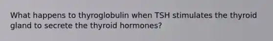 What happens to thyroglobulin when TSH stimulates the thyroid gland to secrete the thyroid hormones?