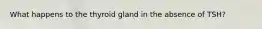 What happens to the thyroid gland in the absence of TSH?
