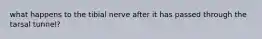 what happens to the tibial nerve after it has passed through the tarsal tunnel?