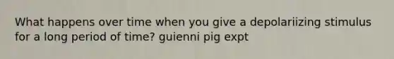 What happens over time when you give a depolariizing stimulus for a long period of time? guienni pig expt