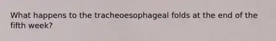 What happens to the tracheoesophageal folds at the end of the fifth week?