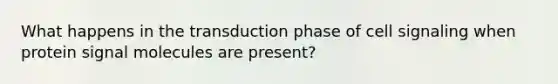 What happens in the transduction phase of cell signaling when protein signal molecules are present?