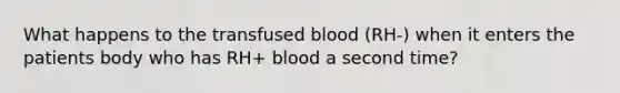 What happens to the transfused blood (RH-) when it enters the patients body who has RH+ blood a second time?