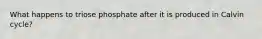 What happens to triose phosphate after it is produced in Calvin cycle?