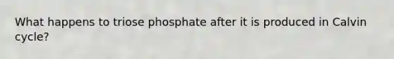 What happens to triose phosphate after it is produced in Calvin cycle?