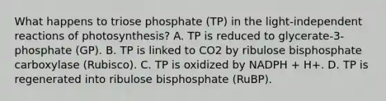 What happens to triose phosphate (TP) in the light-independent reactions of photosynthesis? A. TP is reduced to glycerate-3-phosphate (GP). B. TP is linked to CO2 by ribulose bisphosphate carboxylase (Rubisco). C. TP is oxidized by NADPH + H+. D. TP is regenerated into ribulose bisphosphate (RuBP).