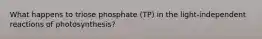 What happens to triose phosphate (TP) in the light-independent reactions of photosynthesis?