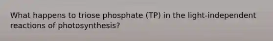 What happens to triose phosphate (TP) in the light-independent reactions of photosynthesis?