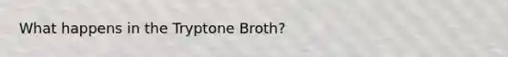 What happens in the Tryptone Broth?