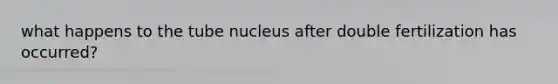 what happens to the tube nucleus after double fertilization has occurred?