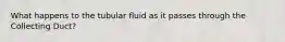 What happens to the tubular fluid as it passes through the Collecting Duct?