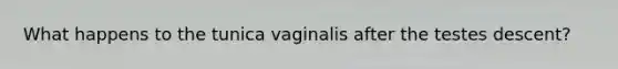 What happens to the tunica vaginalis after the testes descent?