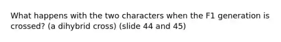 What happens with the two characters when the F1 generation is crossed? (a dihybrid cross) (slide 44 and 45)