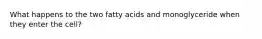 What happens to the two fatty acids and monoglyceride when they enter the cell?