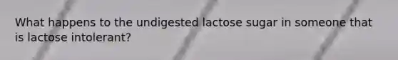 What happens to the undigested lactose sugar in someone that is lactose intolerant?