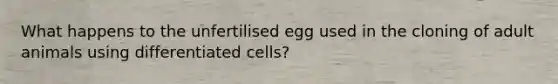 What happens to the unfertilised egg used in the cloning of adult animals using differentiated cells?