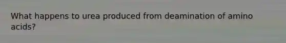 What happens to urea produced from deamination of amino acids?