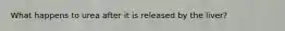 What happens to urea after it is released by the liver?