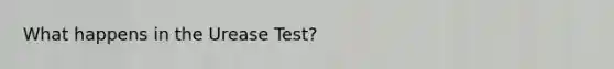 What happens in the Urease Test?