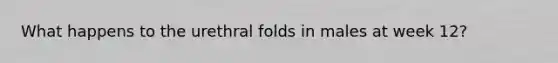 What happens to the urethral folds in males at week 12?