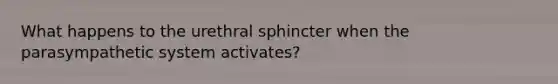 What happens to the urethral sphincter when the parasympathetic system activates?