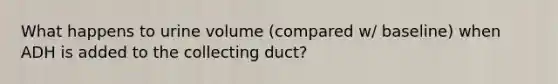 What happens to urine volume (compared w/ baseline) when ADH is added to the collecting duct?