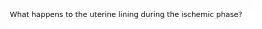 What happens to the uterine lining during the ischemic phase?