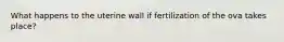 What happens to the uterine wall if fertilization of the ova takes place?