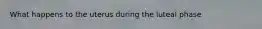 What happens to the uterus during the luteal phase