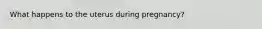 What happens to the uterus during pregnancy?
