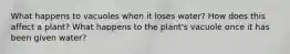 What happens to vacuoles when it loses water? How does this affect a plant? What happens to the plant's vacuole once it has been given water?