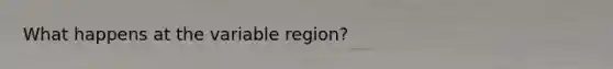 What happens at the variable region?