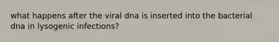 what happens after the viral dna is inserted into the bacterial dna in lysogenic infections?