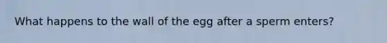 What happens to the wall of the egg after a sperm enters?