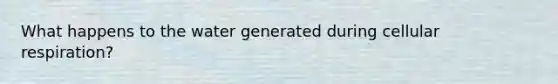 What happens to the water generated during <a href='https://www.questionai.com/knowledge/k1IqNYBAJw-cellular-respiration' class='anchor-knowledge'>cellular respiration</a>?