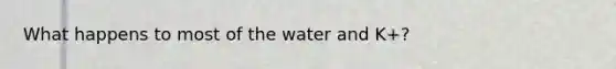 What happens to most of the water and K+?