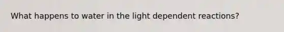 What happens to water in the light dependent reactions?