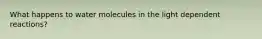 What happens to water molecules in the light dependent reactions?