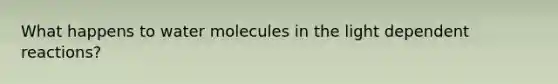 What happens to water molecules in the light dependent reactions?