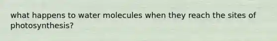 what happens to water molecules when they reach the sites of photosynthesis?